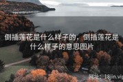 倒插莲花是什么样子的，倒插莲花是什么样子的意思图片